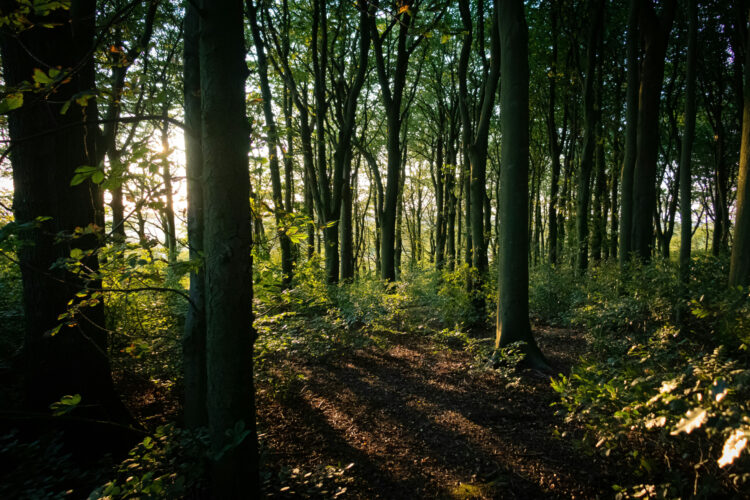 Extension to offer instructor-guided course on woodland stewardship